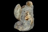 Fossil Ammonite And Whelk Cluster - South Dakota #115076-3
